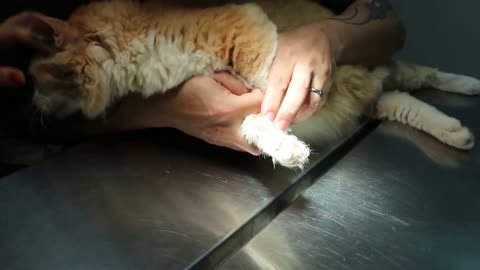 Treat an Ingrown Toe Nail for your Cat!