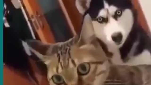 cat's and dog's fighting very funny