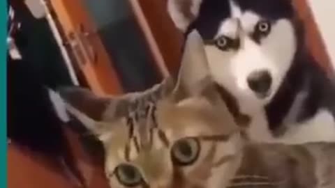 cat's and dog's fighting very funny