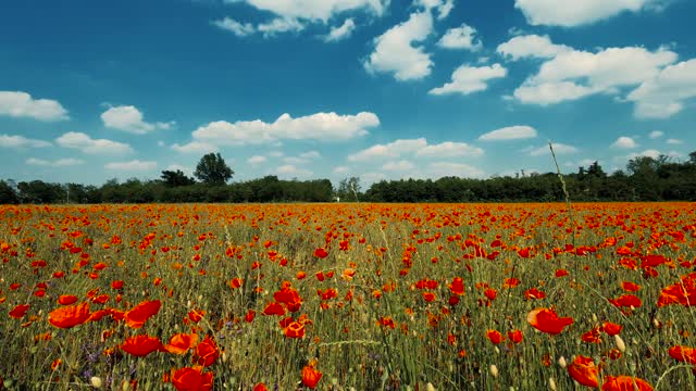 A Video of the Flowers and Sky