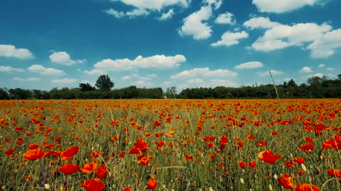 A Video of the Flowers and Sky