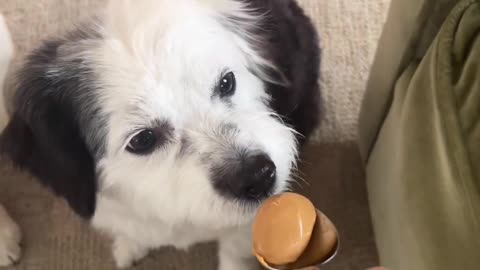 Aussiedoodle vs Golden Retriever