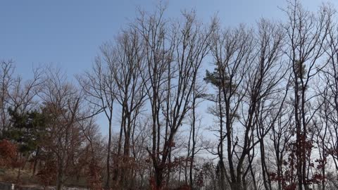 winter trees