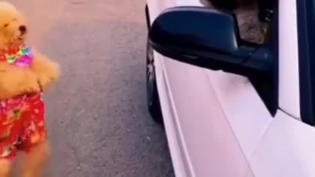Funny Dog Video 2022 | Funny Dog