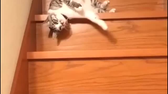 Funny Action to Cat 🐈🐈🐈