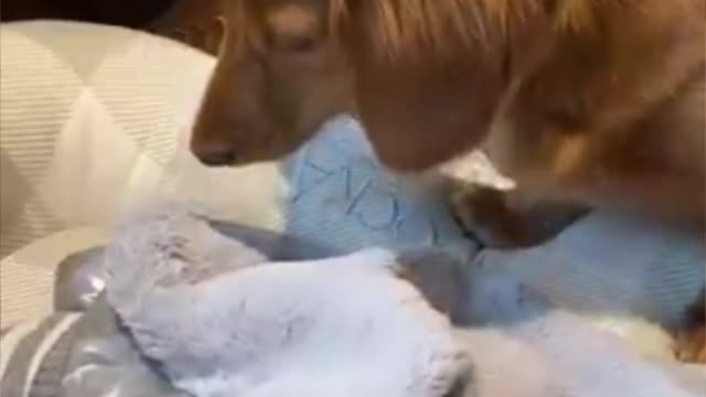 Wow wow this puppy