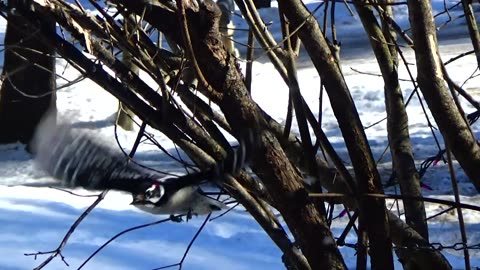 Downey Woodpecker