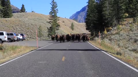 Bison Charge - Yellowstone National Park