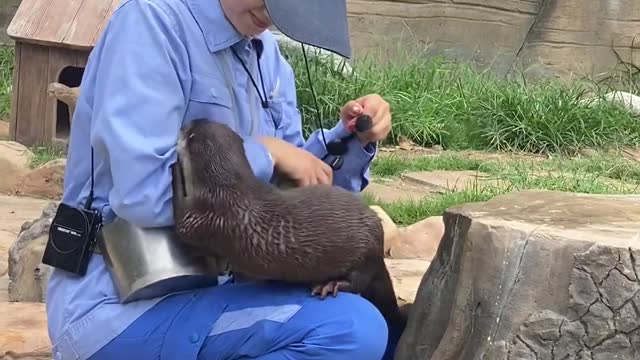 Little otter