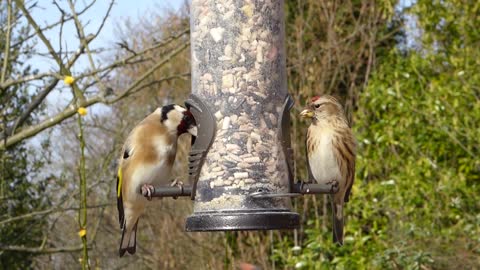 Wonderful sounds of the goldfinch in a house in nature