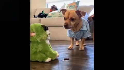 Cute And Funny Pets!!!