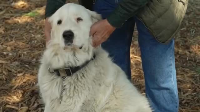 Dogs Funny Video Amazing 7 Woman Training Her Dog