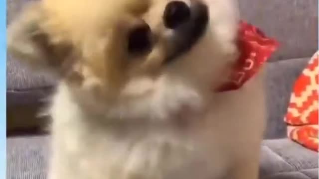Funny and Cute Pets - Pet's Life