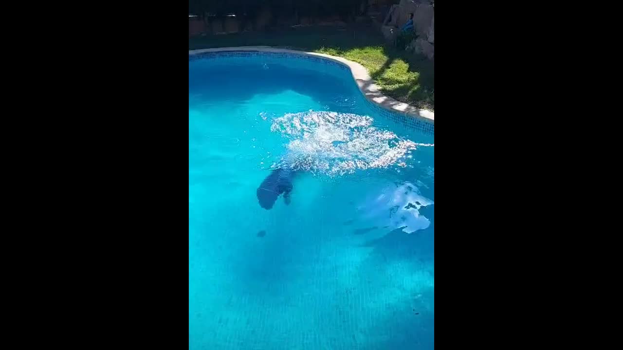 How beautifully my dog dives into the pool