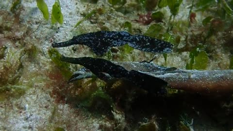 Robust Ghost Pipefish at Siaba Besar, Komodo NP