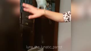 Dancing Bird