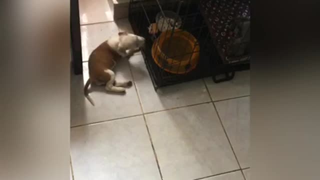 Cute dog want’s to play with her friend cat inside the cage