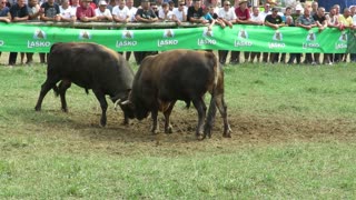 Malj od Živčića vs Balkanac od Smrike Lugovi 2024