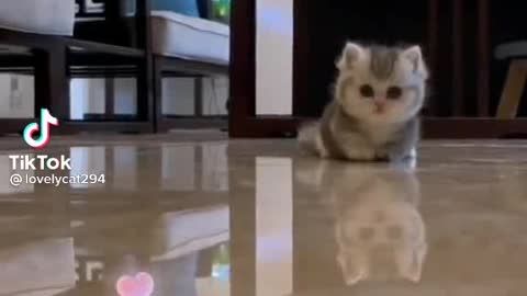 Wow! So Amazing Sweet Cat