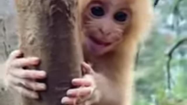 Funny Animals Doing Funny Animal Things -#Shorts -