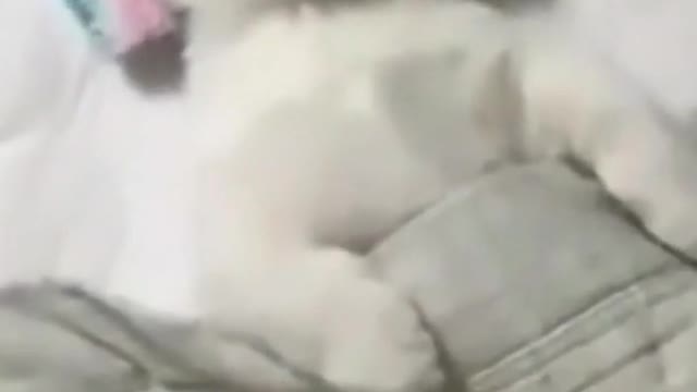 Baby Cat | Cute kittens meowing | Baby cat sounds