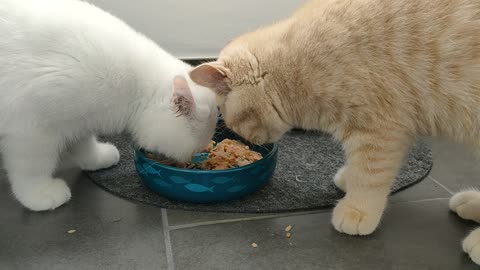 two british shorthair kittens eating some food