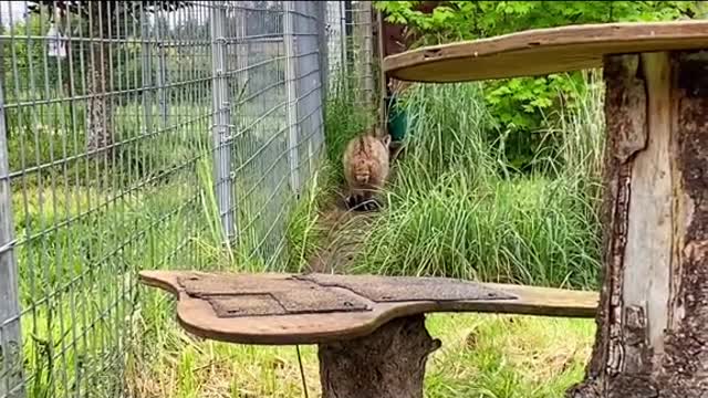 Head Keeper Tiffany was lucky enough to catch this on video!