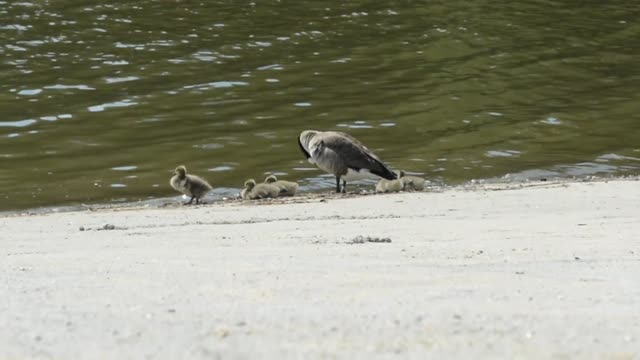 Bird Life Through Nature 2