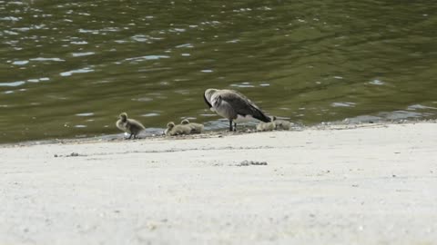 Bird Life Through Nature 2