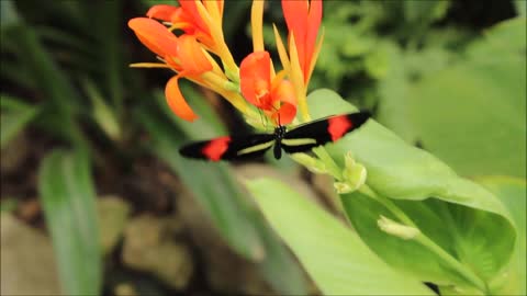 beautiful butterfly try to fly