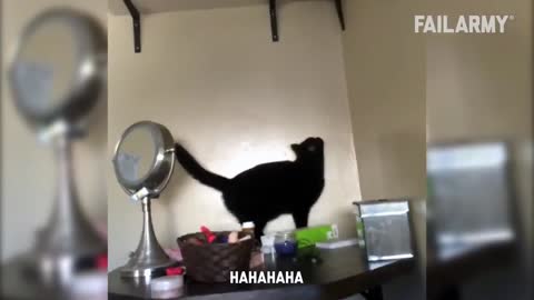 funny cats