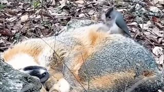 Bird collects fur from a sleeping fox to build a nest