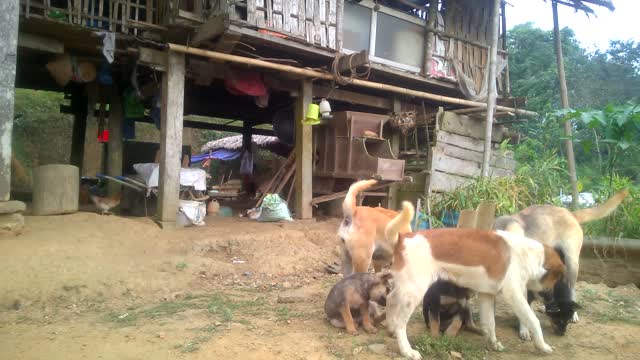 Newborn puppies of the ethnic people