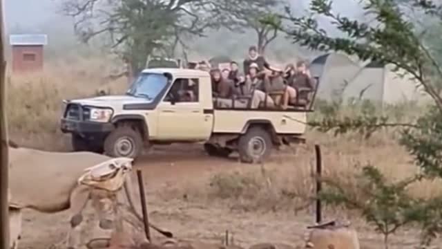 A crowd of people are watching the lion. Has the lion got out?