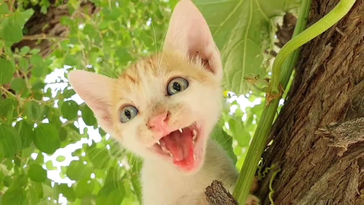 Fanny cats and kittens meowing sound effect compilation