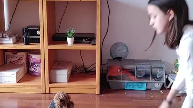 Dog training