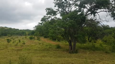 Bahia - Caatinga - Mata Atlântica