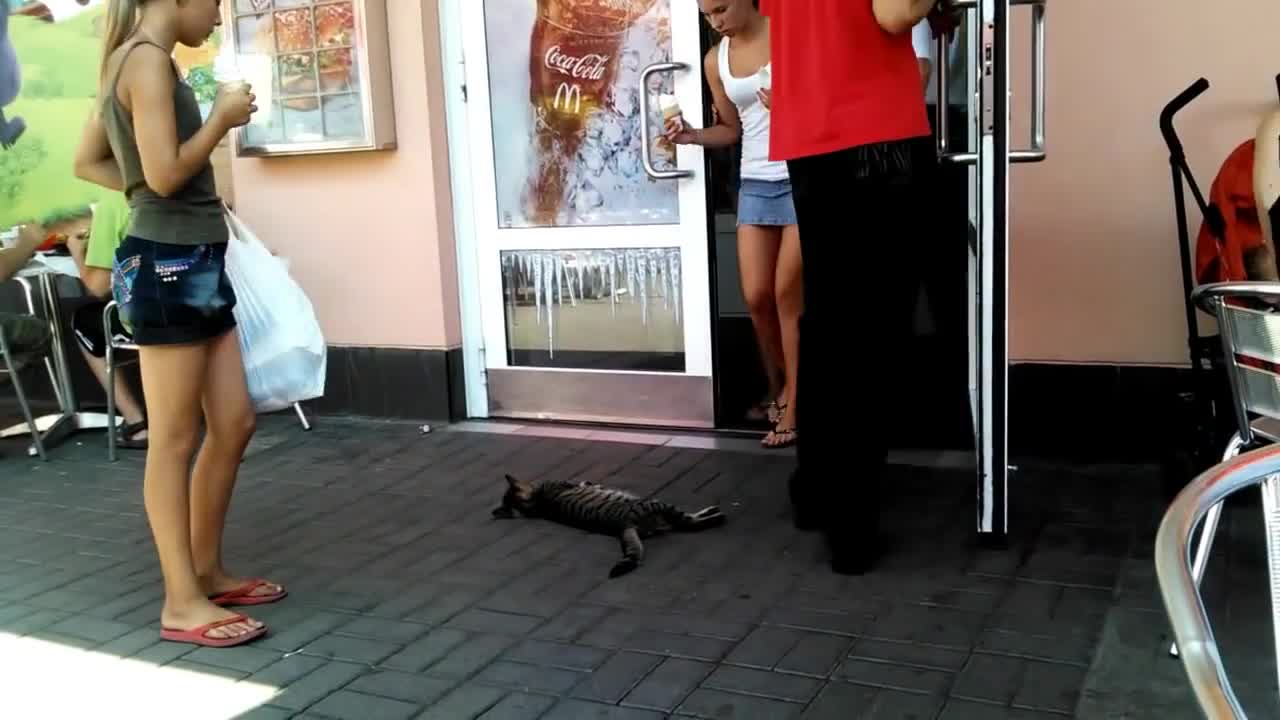 Cute cat taking nap in front of MacDonald's door!