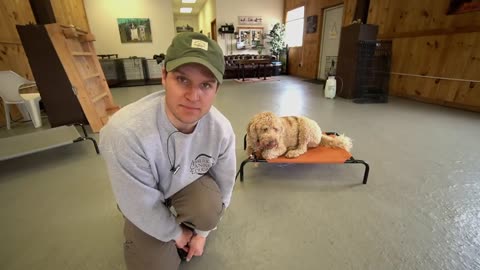 Biggest overlooked dog training dog Command!!!