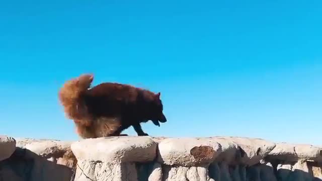 Exploring North Dakota, just trying to avoid the Bison. Travel with me 🐾