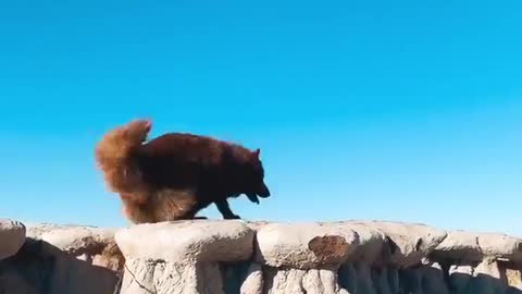 Exploring North Dakota, just trying to avoid the Bison. Travel with me 🐾