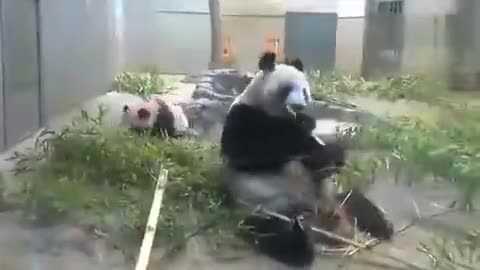 Mother Panda eats Happily and SUDDENLY Remembers about Baby Panda