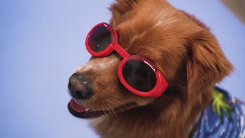 Golden Retriever puppy only wants to enjoy his vacation mood