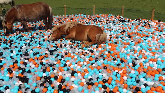 Surprising Miniature Ponies with a Ball Pool