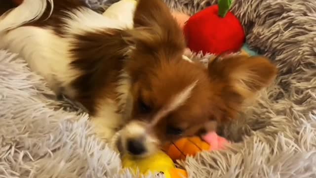 I'm a puppy, Pangpang. I'm very clever