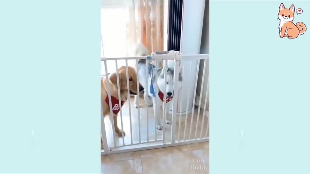 Cute Puppies 😍 Cute Funny and Smart Dogs12