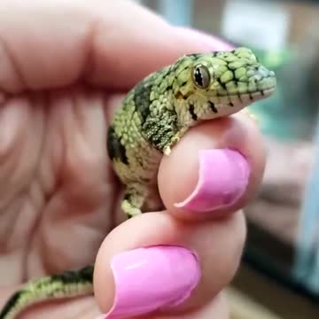 Vieillard's Chameleon Gecko aka Eurydactylodes vieillardi