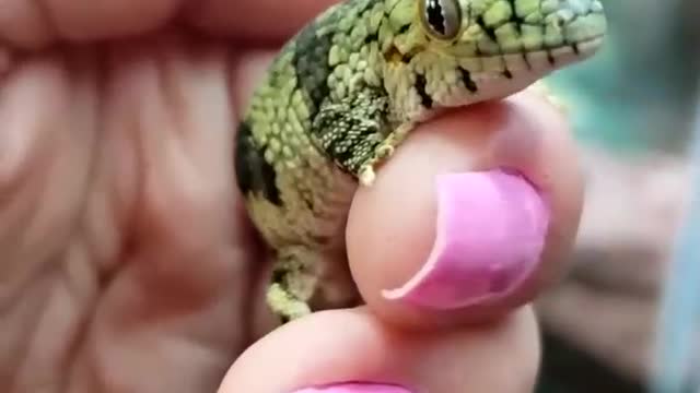 Vieillard's Chameleon Gecko aka Eurydactylodes vieillardi