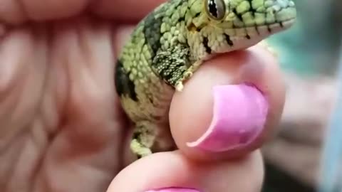 Vieillard's Chameleon Gecko aka Eurydactylodes vieillardi