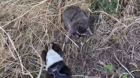 DOG VS BIG ASS COON!